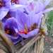 Due api fanno provvista di polline nel cesto con i fiori